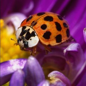 Meet your Posher, Bruno